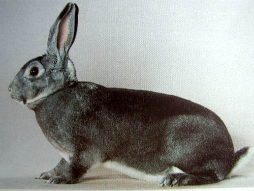 Кролик Рекс Шиншилловый
