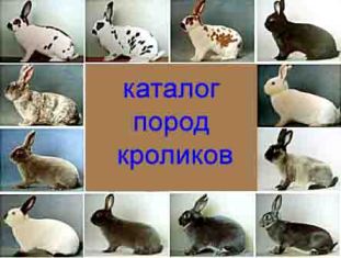 Каталог кроликов